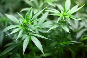 Marijuana legalization bill clears House committee